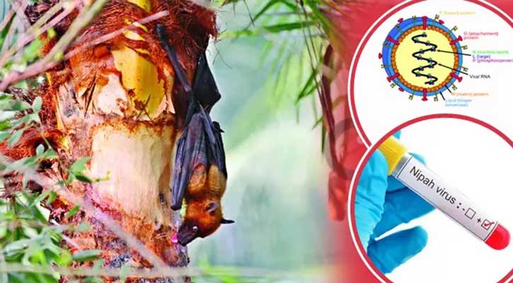 সারা দেশে ছড়িয়ে পড়ছে নিপাহ ভাইরাস