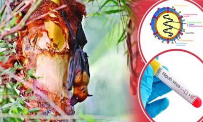 সারা দেশে ছড়িয়ে পড়ছে নিপাহ ভাইরাস