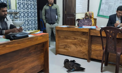 বরিশালে কিস্তির টাকা না পেয়ে হাঁস নিয়ে গেল এনজিও কর্মী